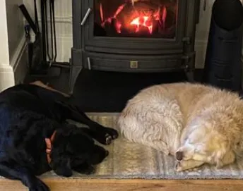 Welcome to Farm Vet & Pet Supplies, a Northern Ireland (UK) based Veterinary Practice. We we are dedicated to providing top quality vet supplies and equipment to farmers, veterinary practices and pet owners across Northern Ireland & the UK.
We are here and happy to help your business save money!